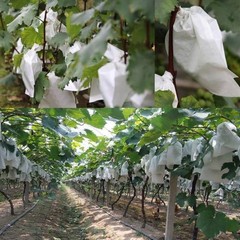 Non Woven Fruit Protection Net 100PCS for Grape Pear Bird Rain Barrier