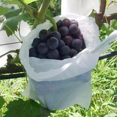 Non Woven Fruit Protection Net 100PCS for Grape Pear Bird Rain Barrier