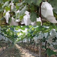 Non Woven Fruit Protection Net 100PCS for Grape Pear Bird Rain Barrier